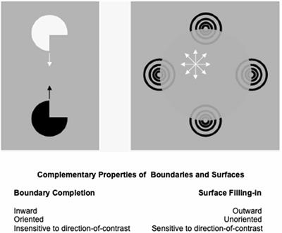 A Canonical Laminar Neocortical Circuit Whose Bottom-Up, Horizontal, and Top-Down Pathways Control Attention, Learning, and Prediction